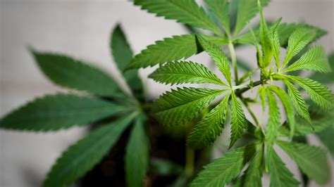 Germany’s Cabinet is set to approve a plan to liberalize rules on cannabis possession and sale